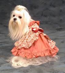 Prêt(e) pour le bal